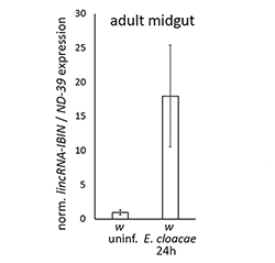 lincRNA-IBIN expression graph during infection in a fly