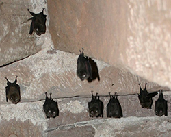 Lesser horseshoe bats roosting