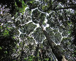 Looking up at a rainforest canopy