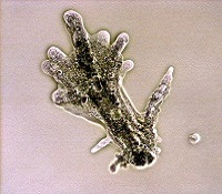 Amoeba proteus