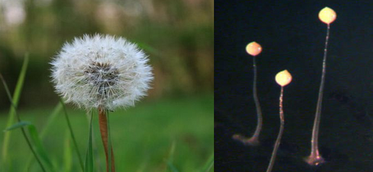 Social amoebas like dandelions