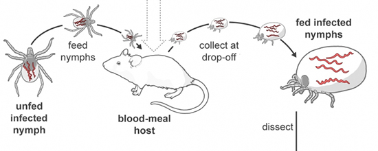 Tick methods