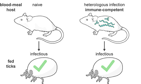 Tick results