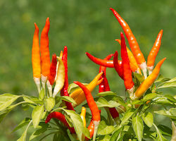 Chili pepper plant