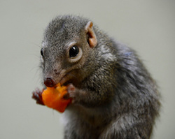 Tree shrew (Tupaia belangeri) eating a pepper