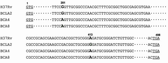 Nucleotide base mutation