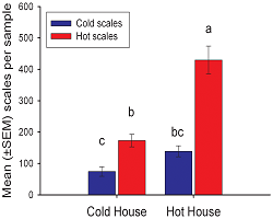 Oak scales growing on hot trees are better adapted for survival in hotter environments.