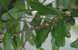 Oak Scales resting on a tree branch