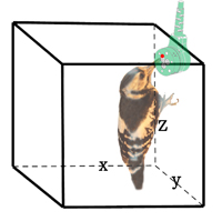 Woodpecker brain experimental setup