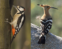 Woodpecker Hoopoe