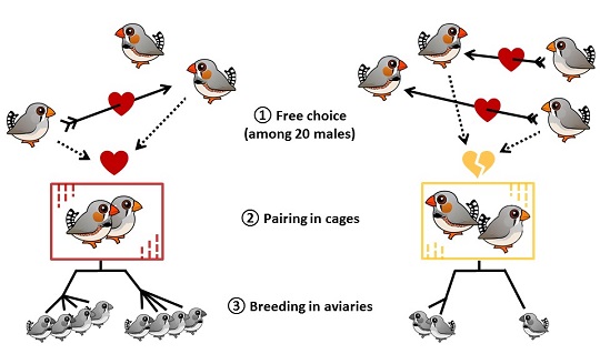 Zebra finch experimental design