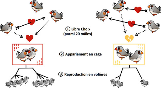 Fig. 3. Les scientifiques ont procédé en trois étapes pour réaliser cette expérience. 