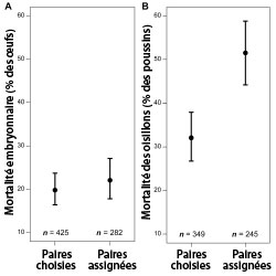 Taux de mortalité des embryons (A) et des poussins (B) chez les paires choisies et assignées.