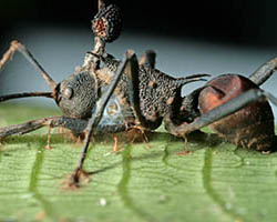 Dead ant with fungus growing