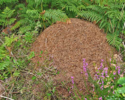 Ant mound