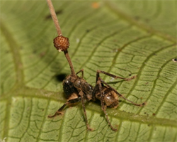 Ant fungus