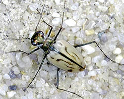 Eastern beach tiger beetle