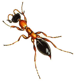 Methoca wasp