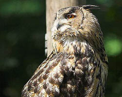 Owl rotating head almost 180 degrees