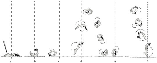 Jumping larval tiger beetle