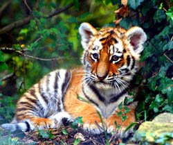 Tiger Cub