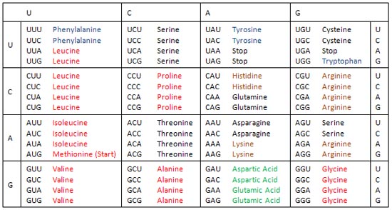 Codon table of DNA