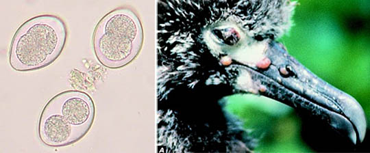 Coccidian parasites