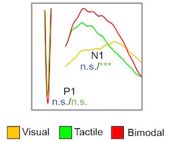 Combined senses graph