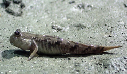 Mudskipper