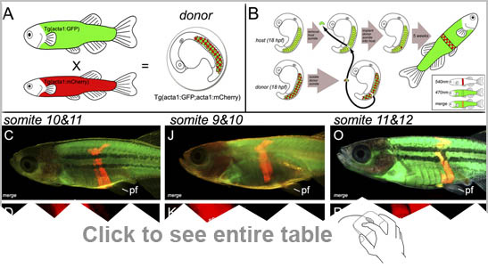 Fish Evlolution