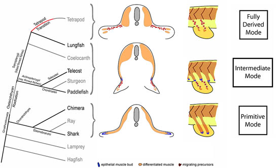 Fish Evolution