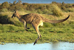 Jumping Kangaroo