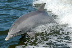 Dolphin