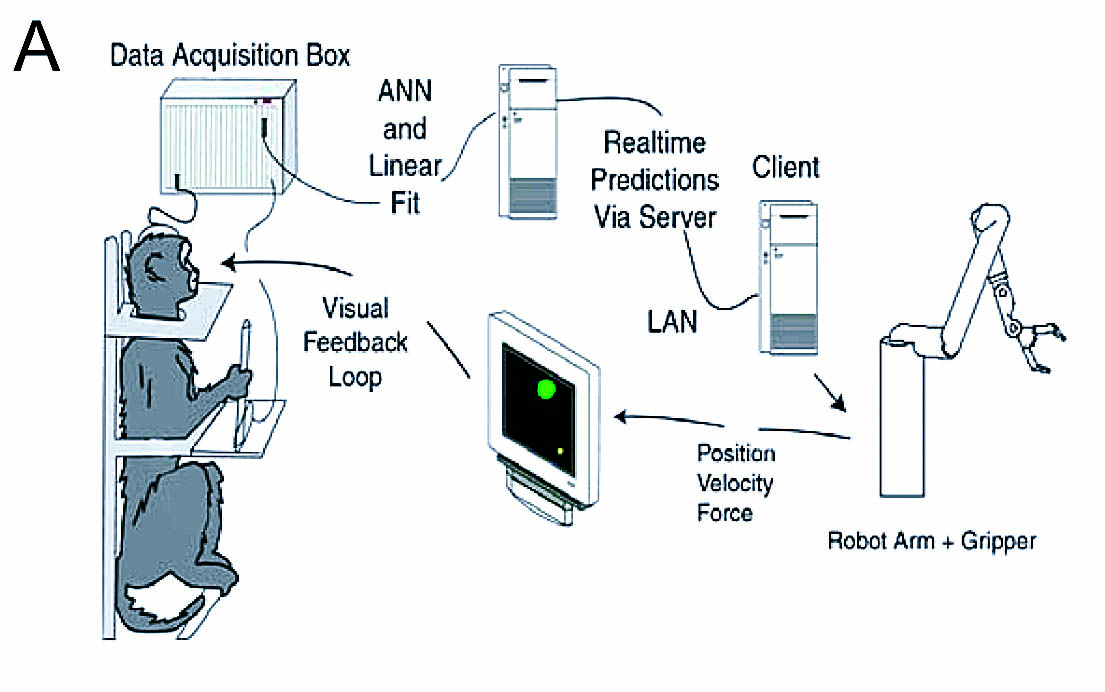 This is an illustrated representation of the experiment. The monkey almost looks like he’s playing video games here. But at the end of the experiment, the monkey believes the robotic arm is in control.