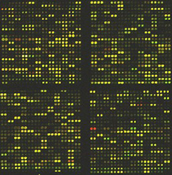 DNA microarray