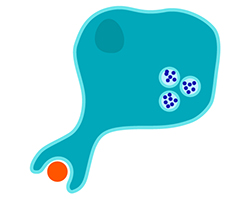 Macrophage phagocytosis