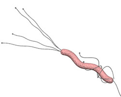 Helicobacter pylori