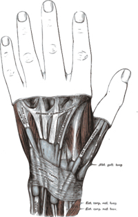 hand parts