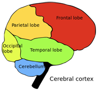 Brain Lobes