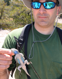 catching lizards