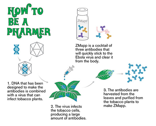 Pharming infographic