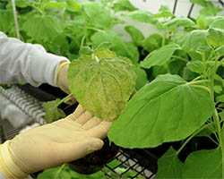 Tobacco leaf with a virus