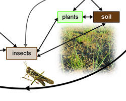 Locust flowchart insert