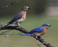 Bluebird pair