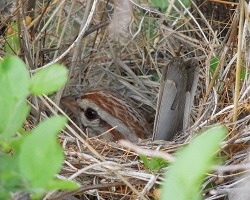 nesting roufus-winged sparrow (Peucaea carpalis)