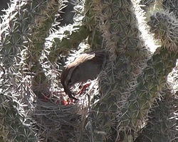 Rufous-winged sparrow feeding