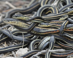 garter snake mating ball