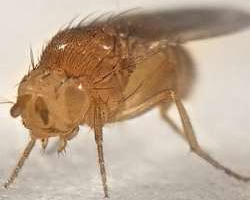 Two fruit flies with different mutations. One has curly wings and red eyes, the other has straight wings and white eyes.