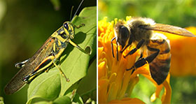 The huge appetites of locusts (left) in swarms can have big impacts on food supply. Other insects are beneficial. Bees (right), for example, help some crops reproduce by pollinating them.