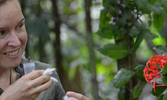 Kate Ihle tempting some male orchid bees